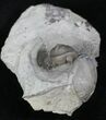 Rare enrolled Acernaspis Trilobite - Quebec #26438-2